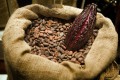 CAMPAGNE CAFÉ-CACAO 2014-2015 : La stratégie de Ouattara qui a supprimé les acheteurs véreux et les trafiquants