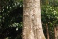 INSOLITE : UN MYSTÉRIEUX ARBRE DÉCOUVERT A BOTENDE