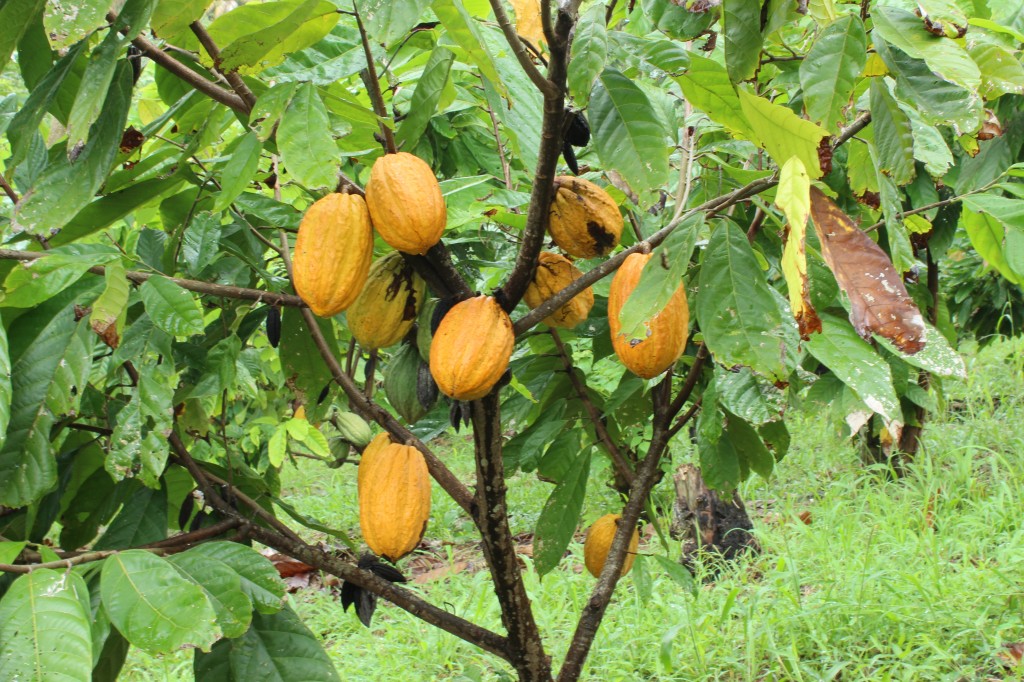 cocoa-tree