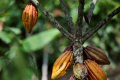 Cacao Culture : Au Cameroun, de nouvelles variétés de semences boostent le rendement du cacao et contribuent à la prospérité des cultivateurs