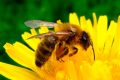 Environnement : Engagez-vous pour les abeilles !