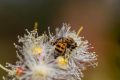 FAO/Zinyange Auntony
Une abeille ramassant du pollen et du nectar sur une fleur d'eucalyptus à la station de recherche forestière de Chesa à Bulawayo, au Zimbabwe. (12 mai 2017)